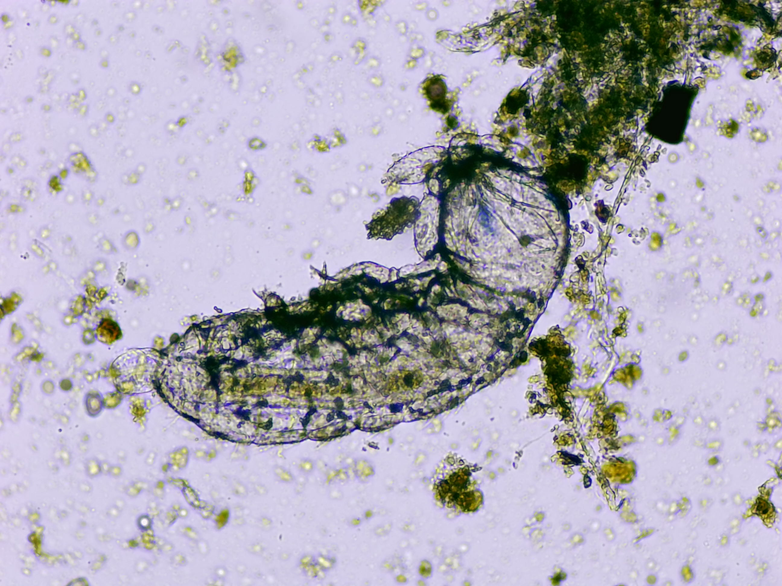 Microscope image 2
