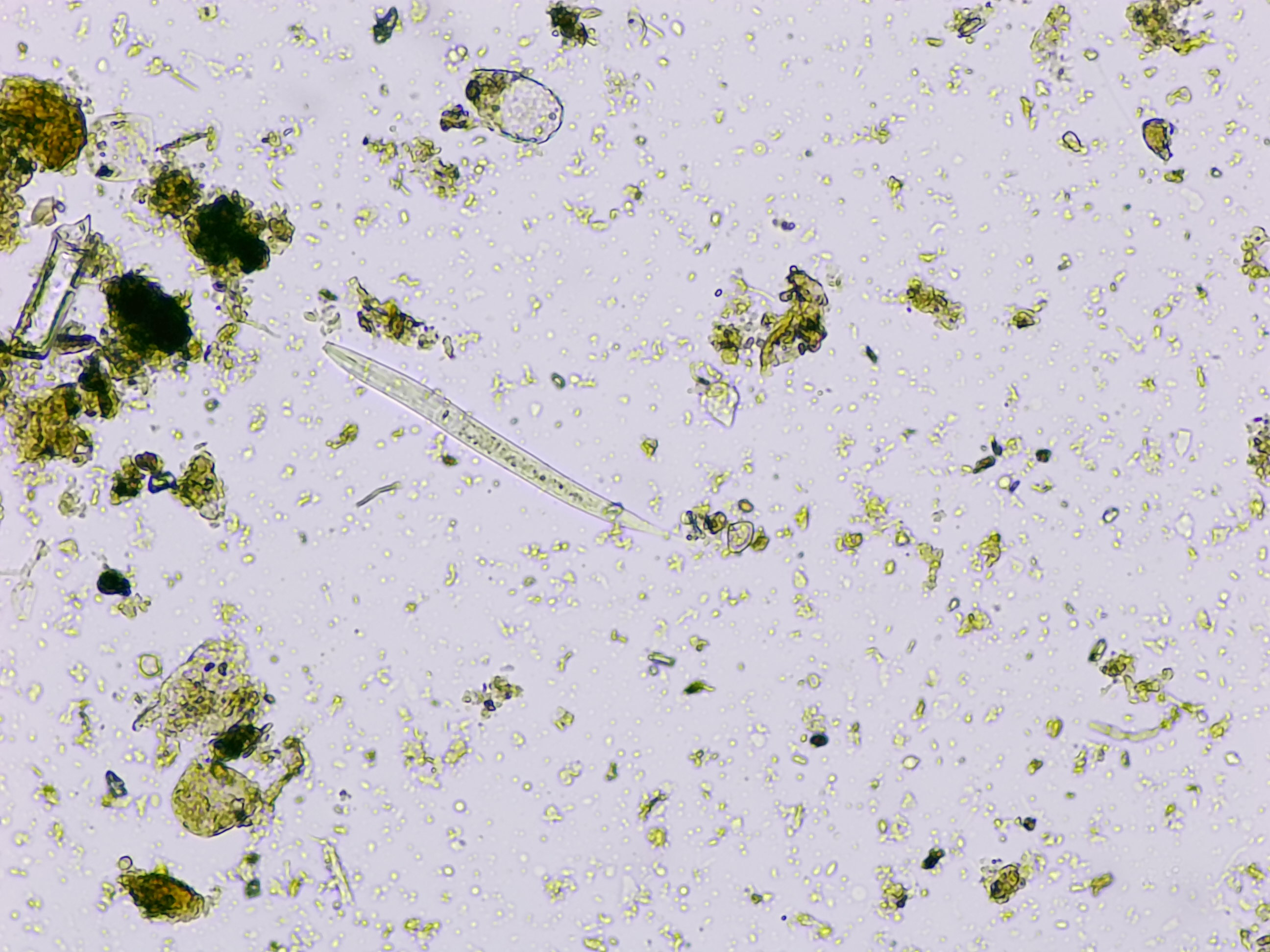 Microscope image 5