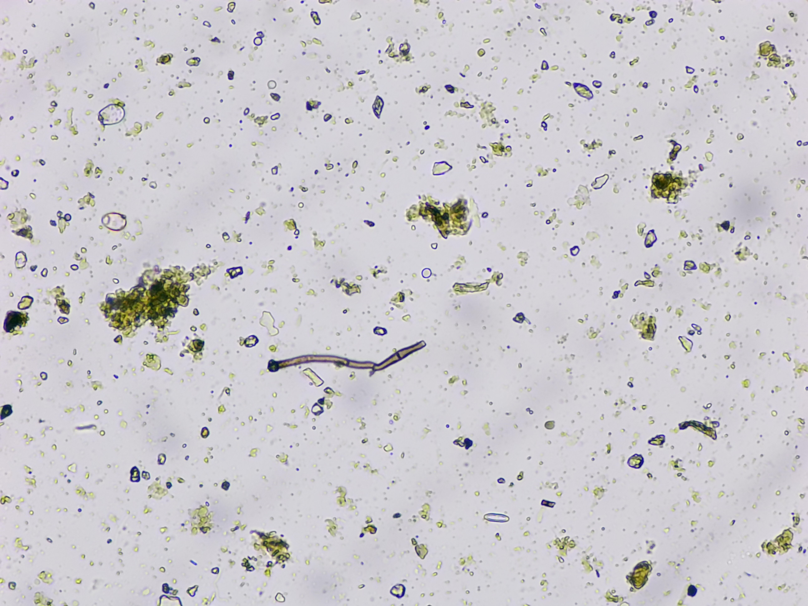Microscope image 6
