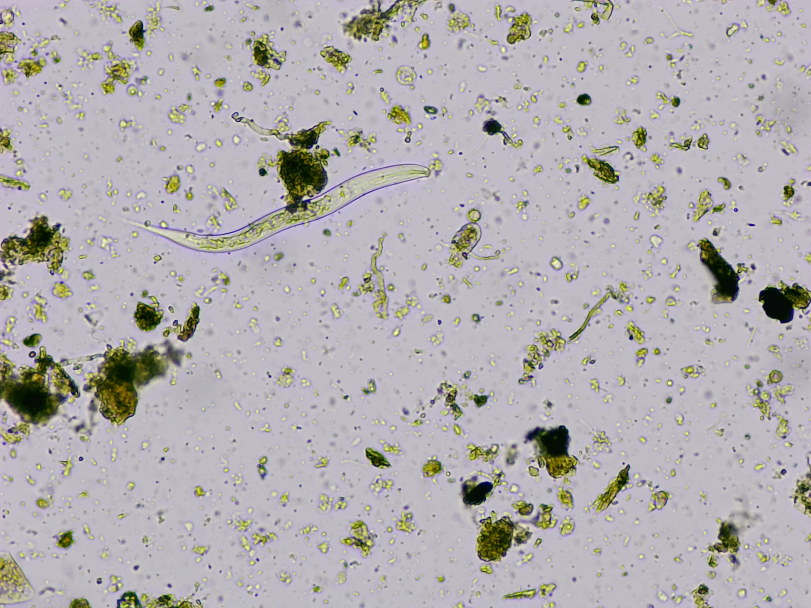 Microscope image 7