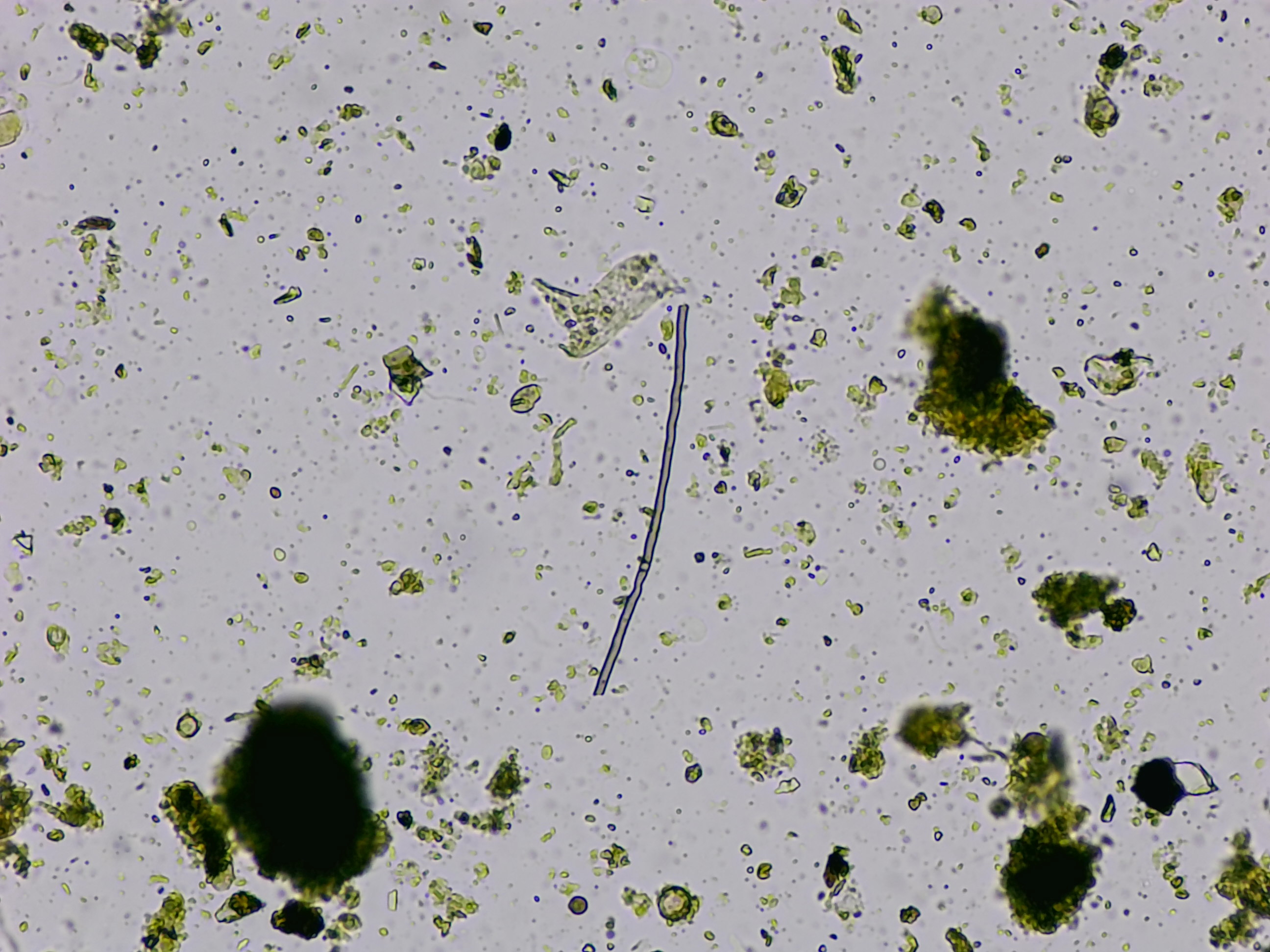 Microscope image 8