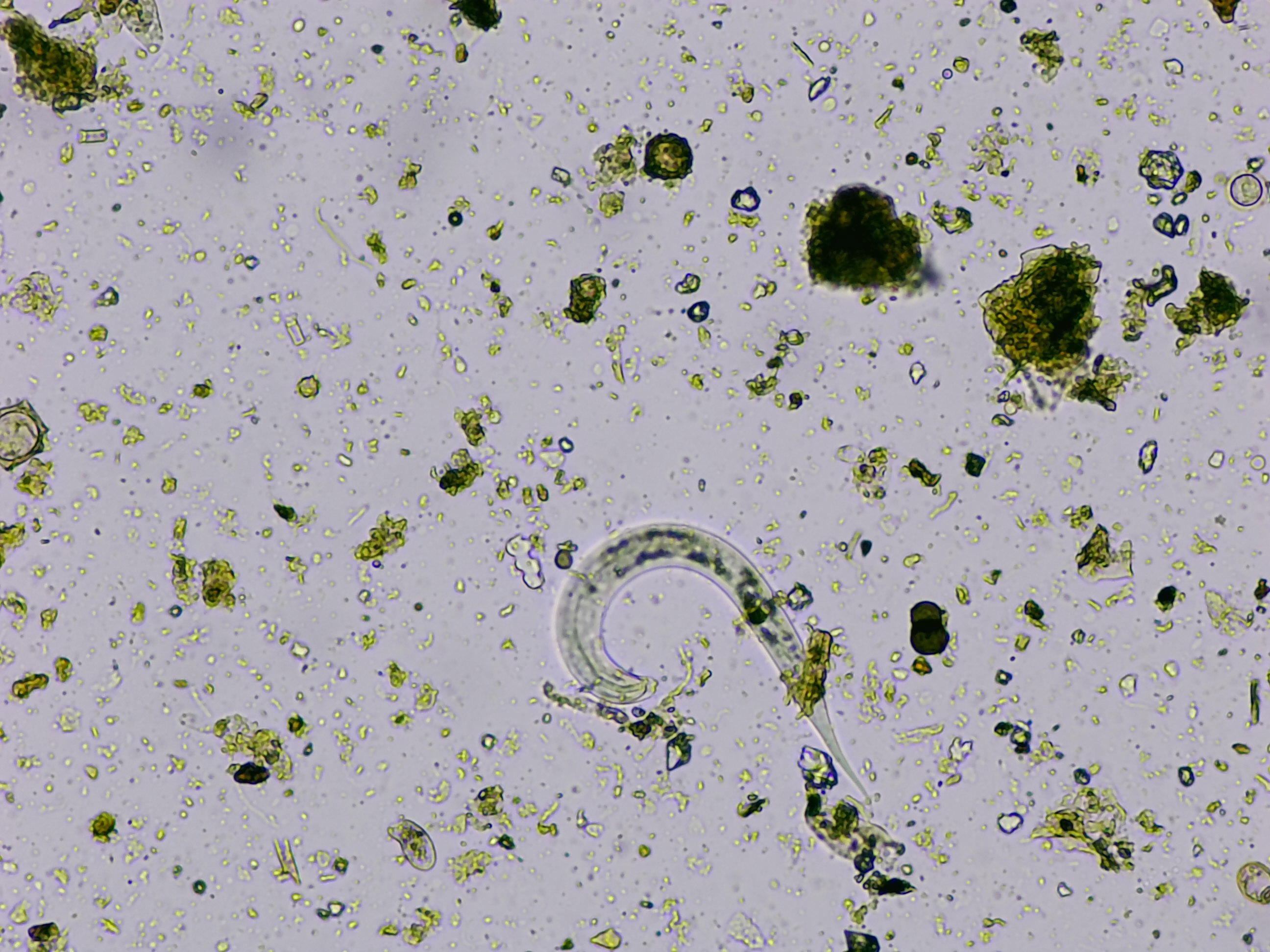 Microscope image 9
